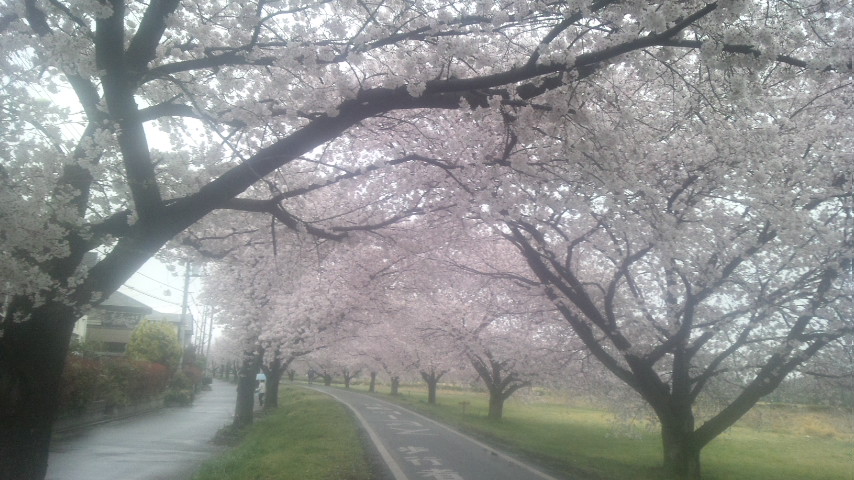 入間川桜2.jpg