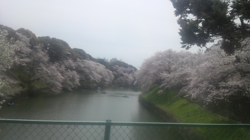 千鳥ヶ淵桜１.jpg