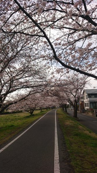 2021桜2 (2).JPG